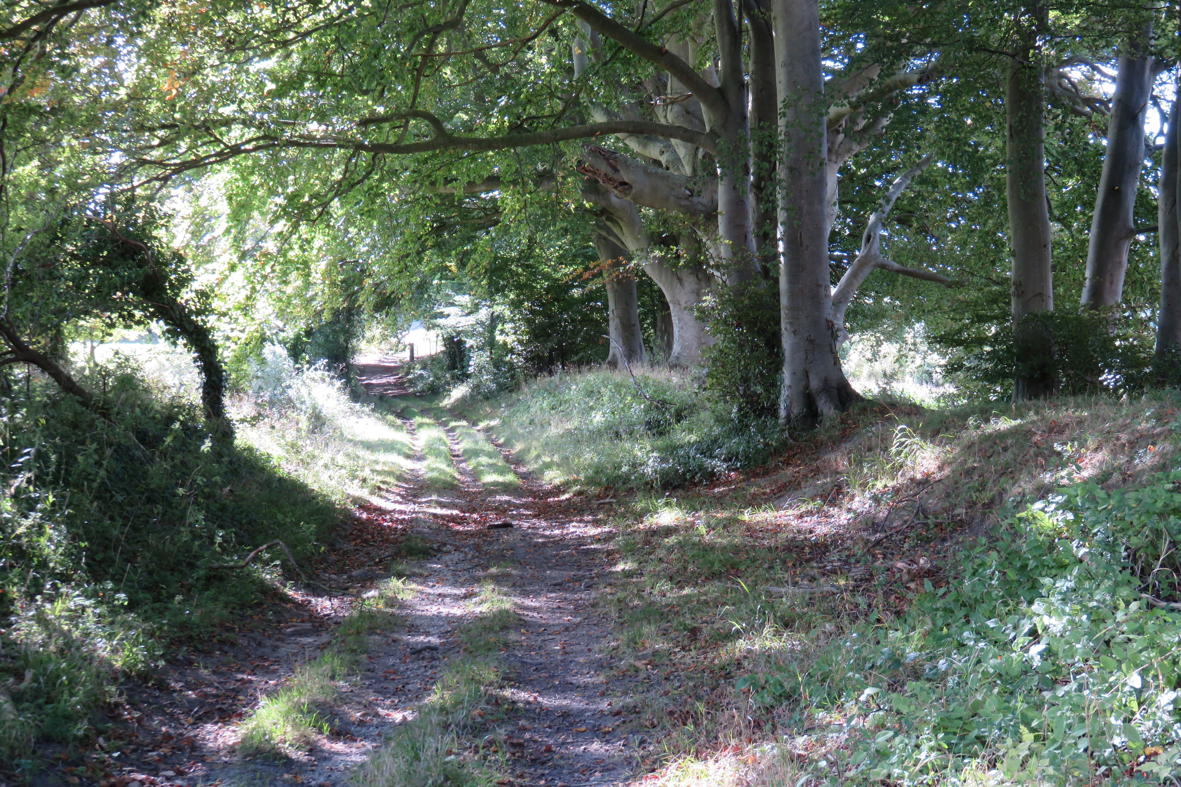 Footpath through the beech trees above Faulston Bowl.
